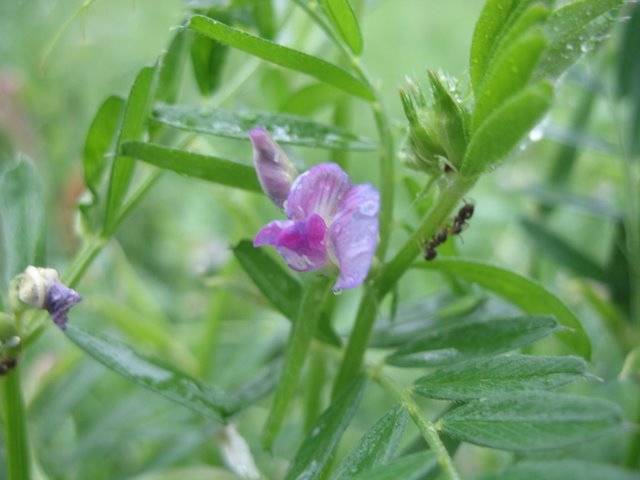 Vicia sativa